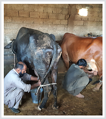 パキスタン国ハイバル・パフトゥンハー州畜産開発を通じた生計向上プロジェクト